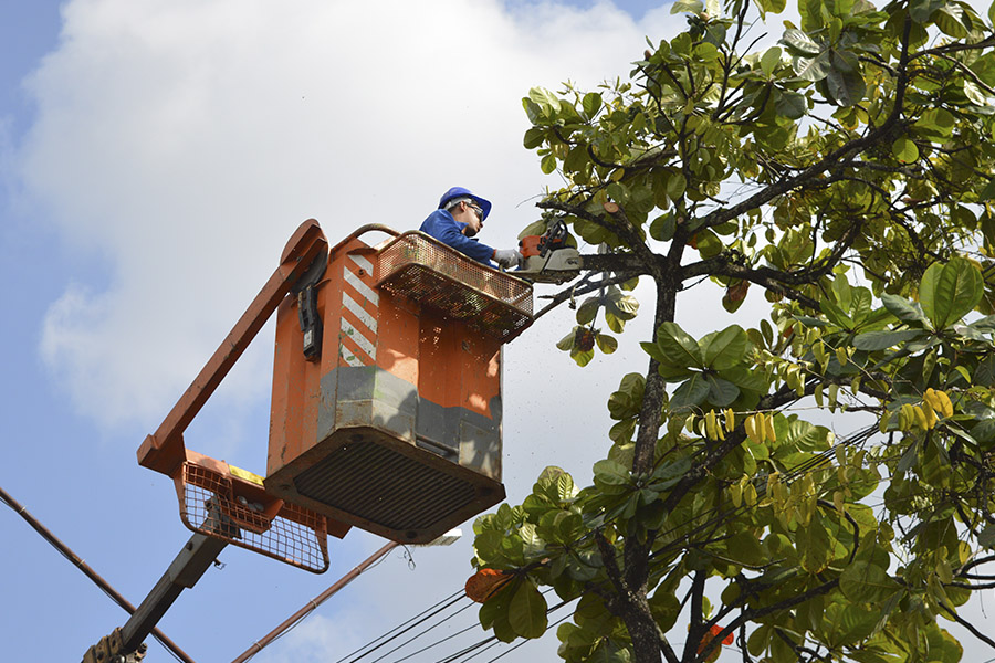Campanha de poda de árvores deve fortalecer ainda mais o sistema elétrico do Ceasa