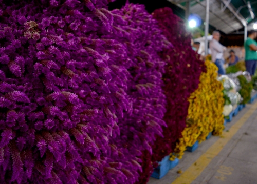 Ceasa comemora recorde de público na Feira de Flores Especial de Finados do Reciflor
